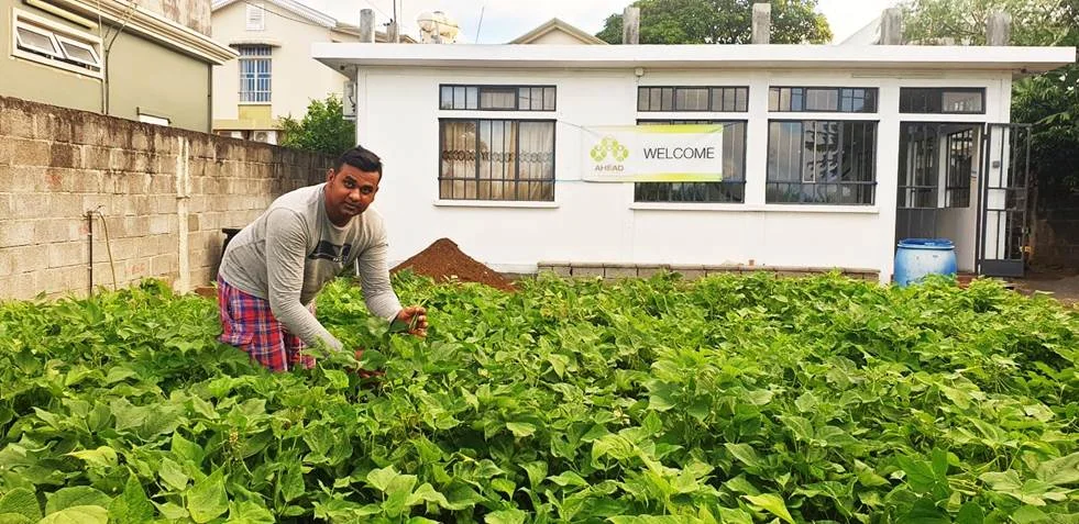 Plantation of Kidney Beans